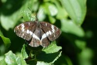 Limenitis camilla