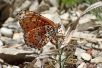 Melitaea didyma