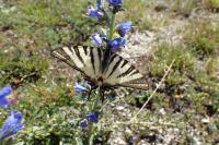 Iphiclides podalirius