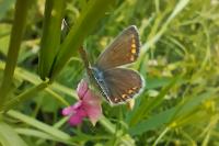 Polyommatus icarus