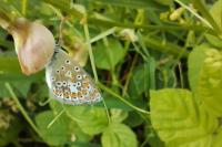 Polyommatus icarus