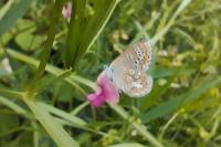 Polyommatus icarus