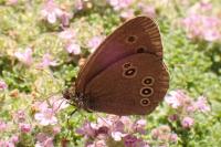 Aphantopus hyperantus