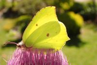 Gonepteryx rhamni