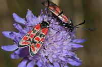 Zygaena carniolica