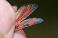 Zygaena filipendulae