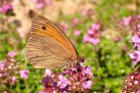 Maniola jurtina jurtina