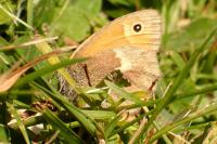 Maniola jurtina jurtina