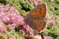 Lycaena alciphron