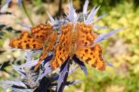 Polygonia c-album
