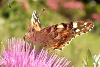 Vanessa cardui