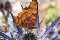Polygonia c-album