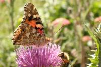 Vanessa cardui