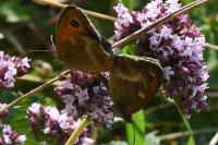 Pyronia tithonus