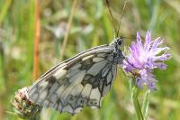 Melanargia galathea