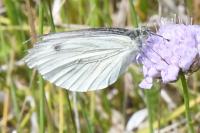 Pieris napi