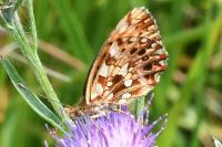 Boloria dia