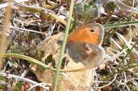 Coenonympha pamphilus