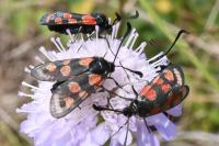 Zygaena carniolica