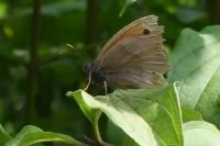 Maniola jurtina jurtina
