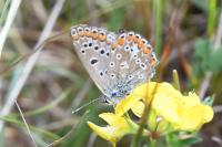 Polyommatus icarus