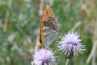 Argynnis paphia