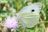 Pieris brassicae