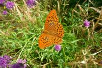Argynnis paphia