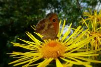 Pyronia tithonus
