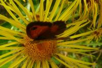 Pyronia tithonus