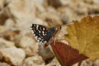 Spialia sertorius