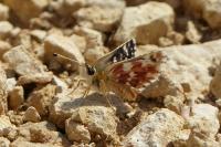 Spialia sertorius
