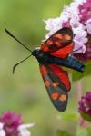 Zygaena transalpina