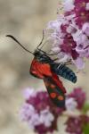 Zygaena transalpina