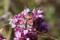 Zygaena carniolica