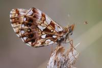 Boloria dia