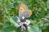 Lycaena dispar