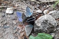 Cyaniris semiargus