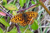 Boloria dia