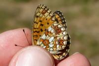 Boloria selene