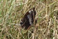 Brintesia circe