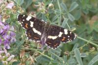Araschnia levana