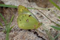 Colias hyale
