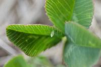 Colias hyale