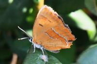 Thecla betulae