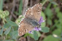 Pyrgus armoricanus