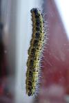 Pieris brassicae