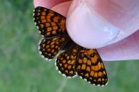 Melitaea athalia/celadussa