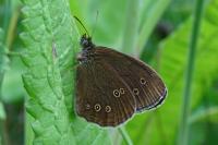 Aphantopus hyperantus