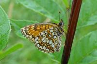 Melitaea diamina